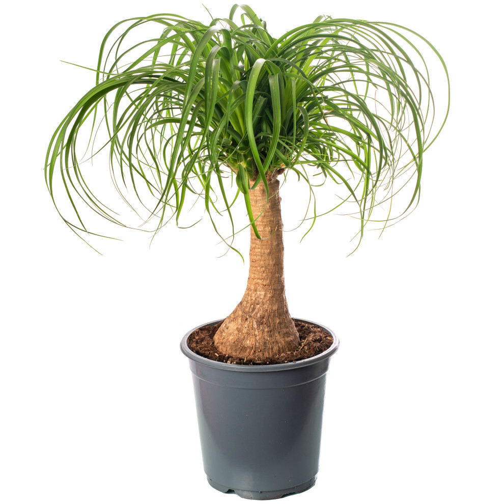 Pony Tail Palm Large Indoor House Plant Real Evergreen Nolina Tall Home Plants