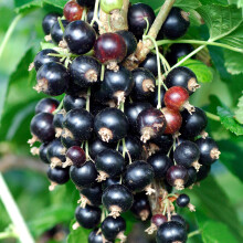 Blackcurrant Ribes Titania Outdoor Garden Ready Small Fruit Trees in Plant Pot