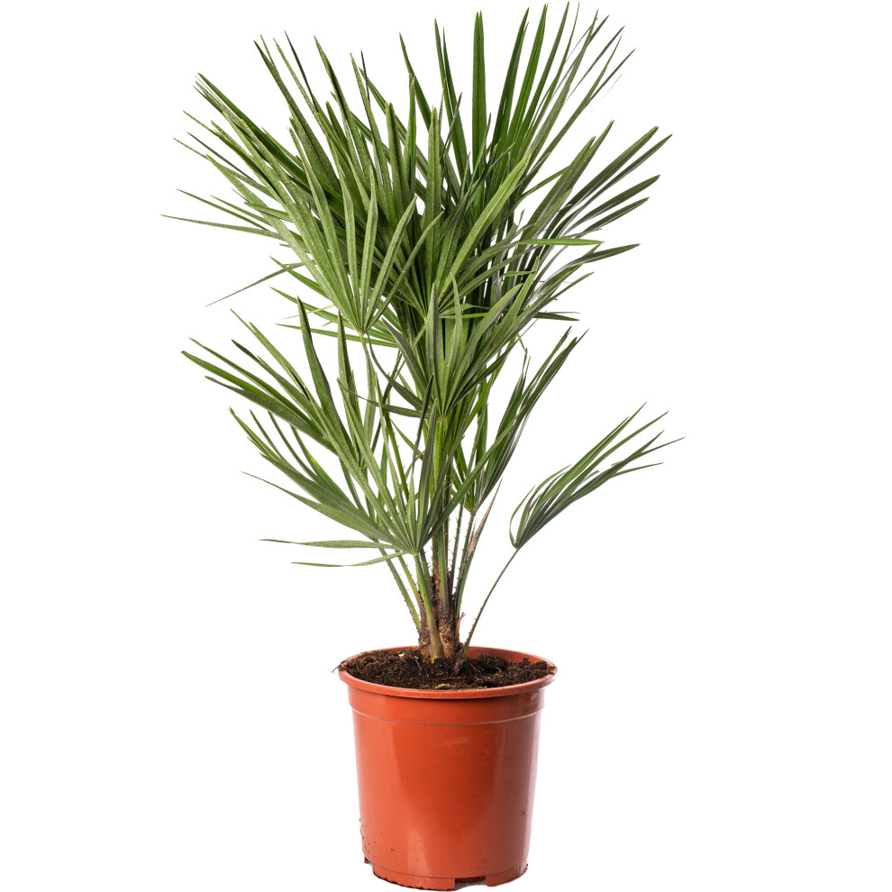 Gardeners Dream Chamaerops Humilis European Fan Palm Plant Hardy Rare Exotic Outdoor Palm Tree
