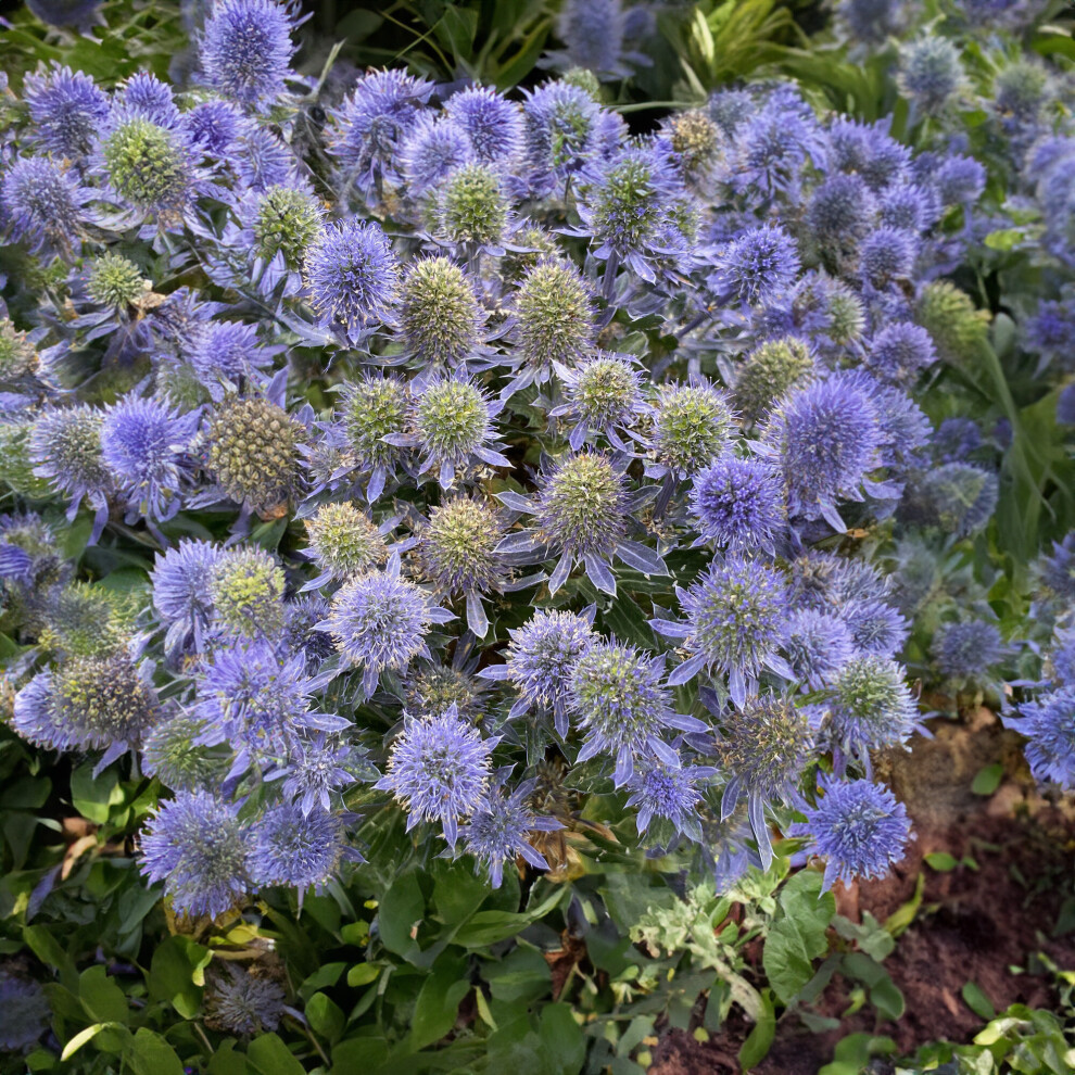 Eryngium Grumpy Sea Holly Perennial Garden Ready Outdoor Plants in Plant Pot