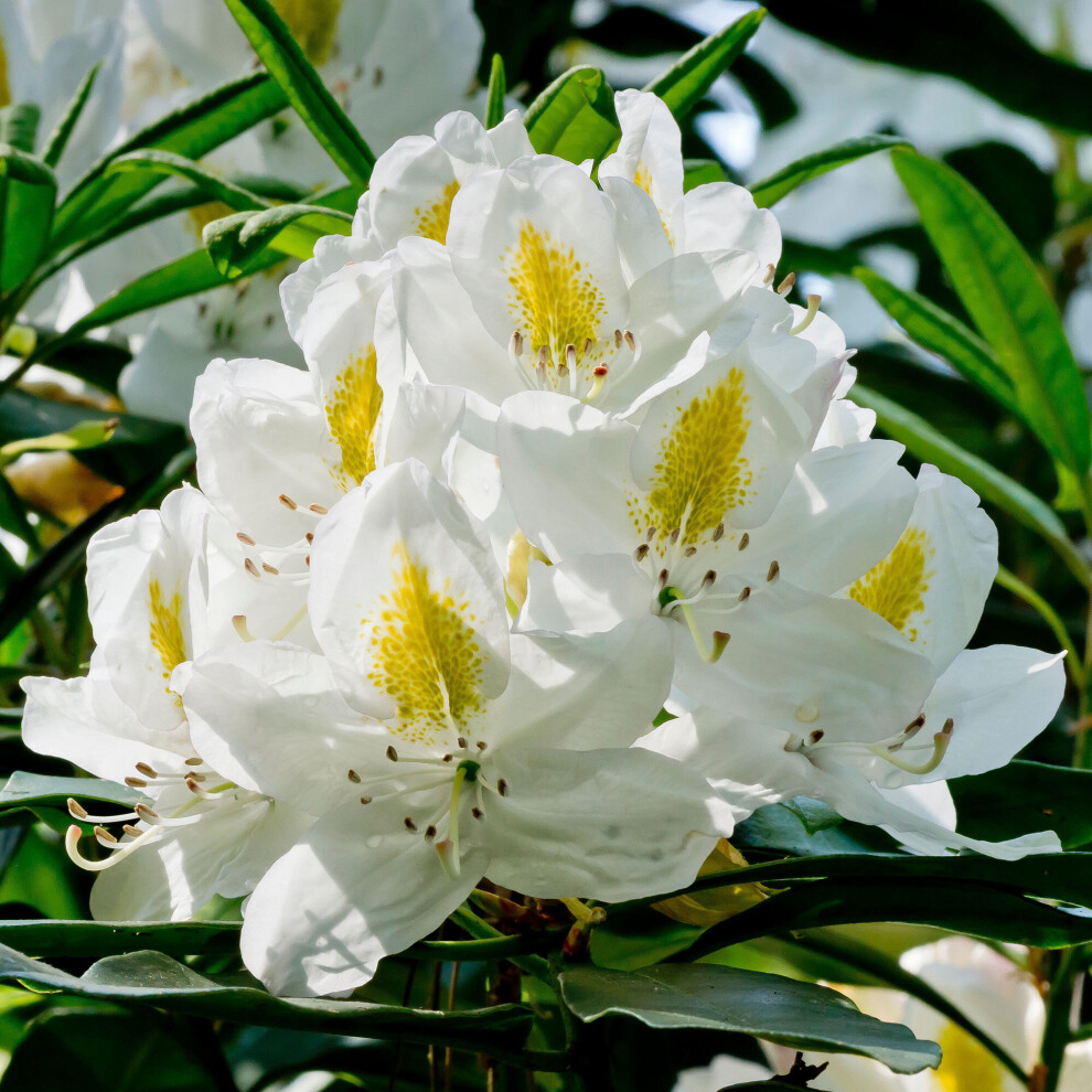 Gardeners Dream Rhododendron Madame Masson Evergreen Shrub - White Spring Flowers With Yellow Centre, 1.5-2.5M