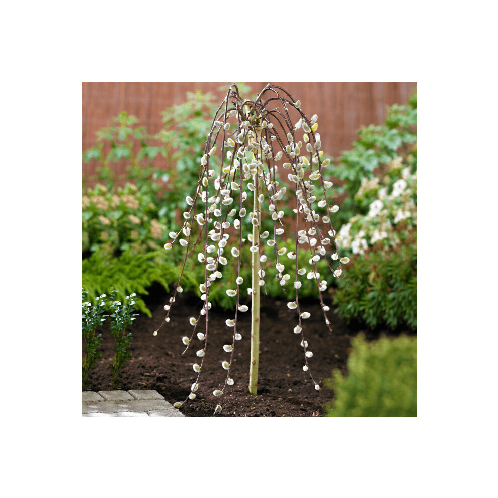 Gardeners Dream Salix Caprea Pendula 'Kilmarnock' Tree | Weeping Willow Trees For Small Gardens Yellow