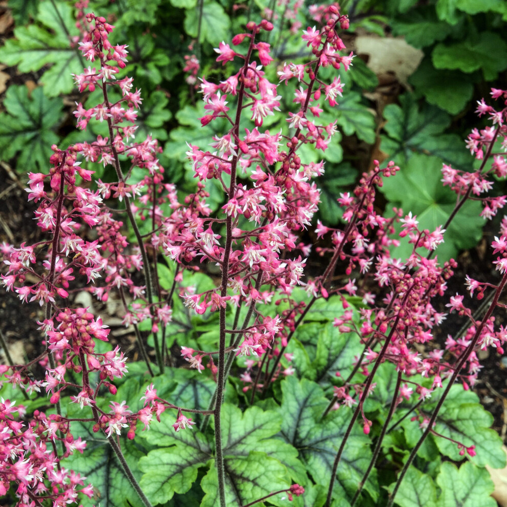 Heucherella Tapestry Flowering Outdoor Perennial Garden Plants in Plant Pot