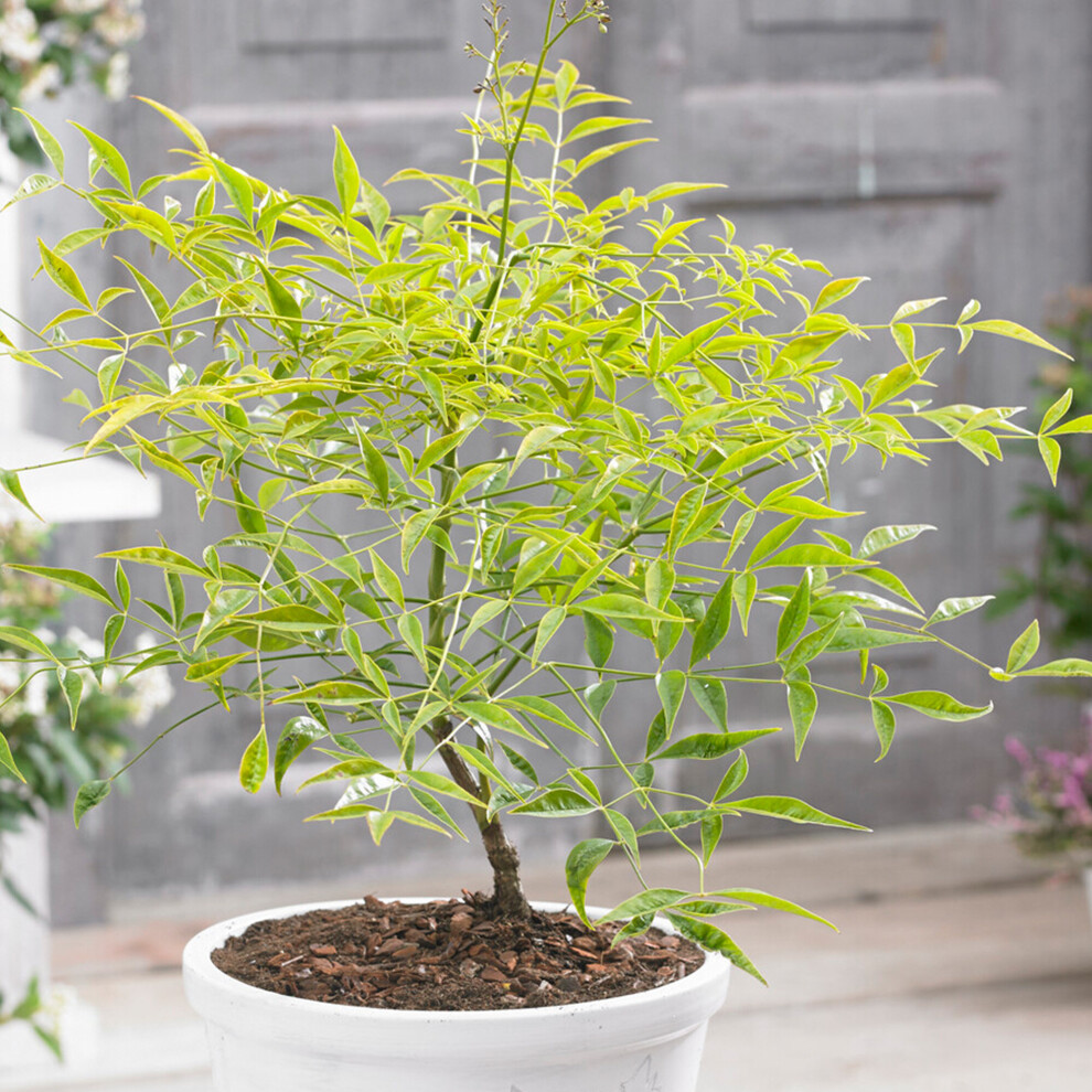 Gardeners Dream Nandina Brightlight Hardy Evergreen Outdoor Garden Ready Shrub In 9Cm Plant Pot