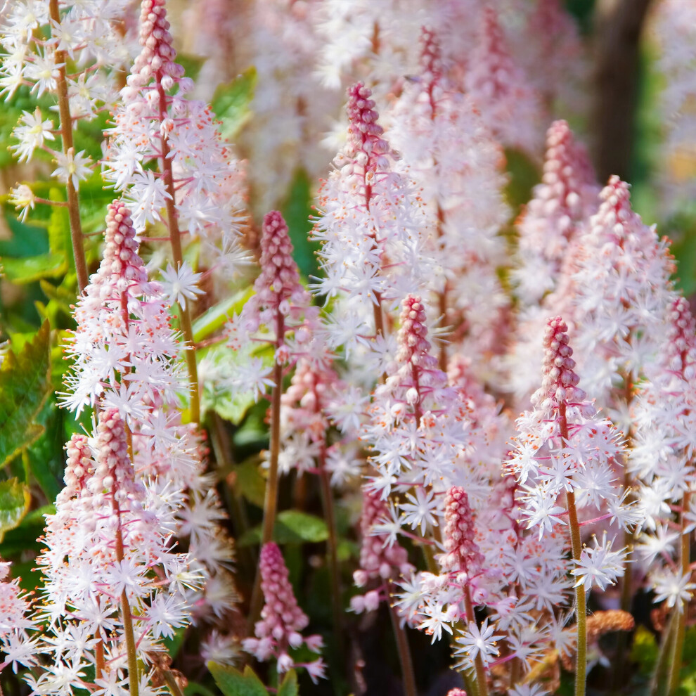 Tiarella Pink Skyrocket Potted Flowering Herbaceous Perennial Garden Shrub