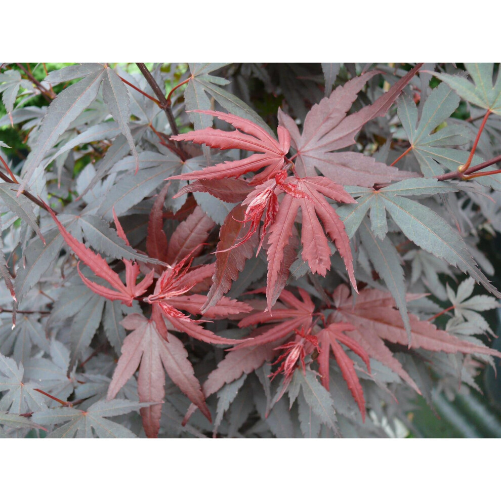 Acer Palmatum Skeeters Broom Japanese Maple Tree 4-5ft Supplied in 5 Litre Pot