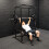 GYM MASTER GM1 Power Rack Squat Cage for Home Weight Lifting Training 3