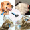 Pet Grooming Tool, Two Sided Undercoat Rake, Safe And Effective Comb 6