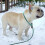 Dog Leash, Nylon Rope Leash, Dog Training Leads 4