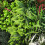 Artificial Plant Flower Wall Panel 1mx1m Living Hedge Foliage Wall 6