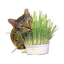 Catnip Ready To Grow-a Bag Of 150 Grams Is Equivalent To 45 Pots Of Fresh Herbs Equivalent To A Year