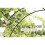Black Garden Arch 2.4m  For Roses & climbing Plants 4