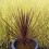 Cordyline RED STAR. Cabbage Palm. 4