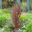 Cordyline RED STAR. Cabbage Palm. 1