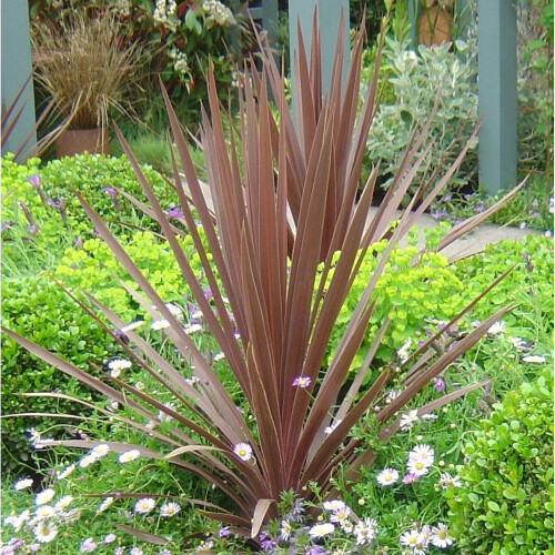 Cordyline RED STAR. Cabbage Palm.