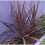 Cordyline RED STAR. Cabbage Palm. 2