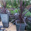 Cordyline RED STAR. Cabbage Palm. 3