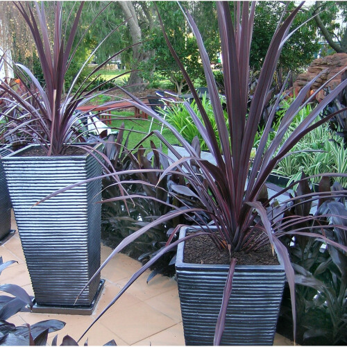 Cordyline RED STAR. Cabbage Palm. 2
