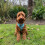 Walkies In The Wild - Lead 9
