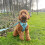 Walkies In The Wild - Lead 10