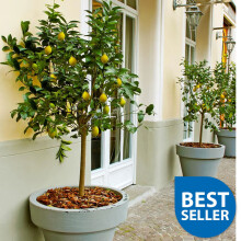 70 - 80 cm Tall Lemon Tree Standard All Year Flowers Fruits 20 cm Pot