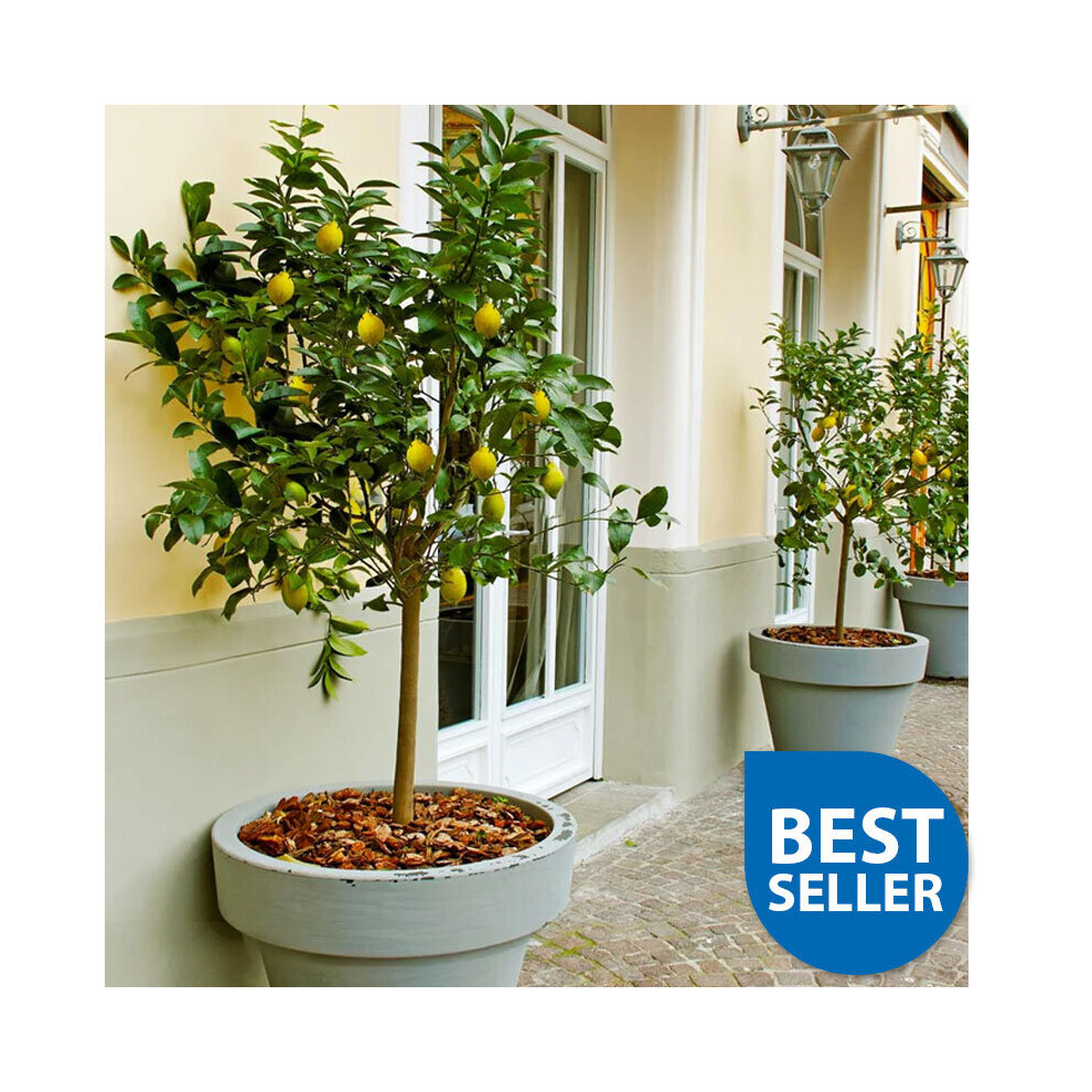 70 - 80 cm Tall Lemon Tree Standard All Year Flowers Fruits 20 cm Pot