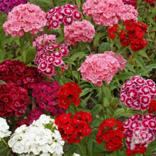 SWEET WILLIAM. Single Mixed. Dianthus barbatus.