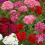 SWEET WILLIAM. Single Mixed.  Dianthus barbatus. 1