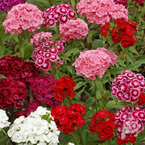 SWEET WILLIAM. Single Mixed.  Dianthus barbatus.