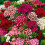 SWEET WILLIAM. Single Mixed.  Dianthus barbatus. 2