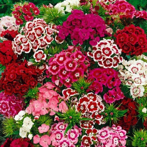 SWEET WILLIAM. Single Mixed.  Dianthus barbatus. 1