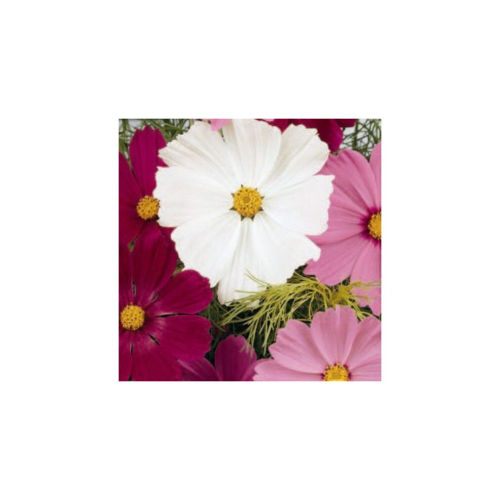 COSMOS Sensation Mixed.