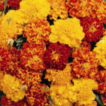 FRENCH MARIGOLD. Tagetes erecta