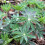 LUPIN Russells Hybrids. Mixed 3