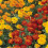 FRENCH MARIGOLD. Tagetes erecta 2