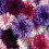 CORNFLOWER Double Mixed. 1