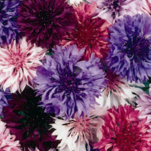 CORNFLOWER Double Mixed.