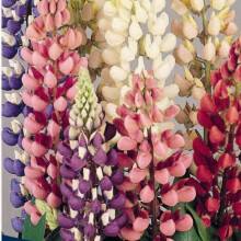 LUPIN Russells Hybrids. Mixed