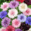 CORNFLOWER Double Mixed. 2