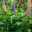 LUPIN Russells Hybrids. Mixed 2