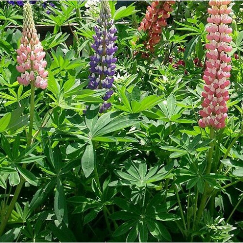 LUPIN Russells Hybrids. Mixed 1