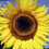 SUNFLOWER.  Helianthus annuus 2