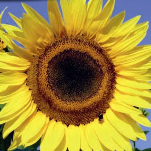 SUNFLOWER.  Helianthus annuus 1