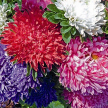 ASTER Dwarf Mixed (Michaelmas Daisy) - 24in, Double Blooms, Nectar for Late-Flying Insects, Ideal Cut Flower, 225 Seeds - SPB-9961