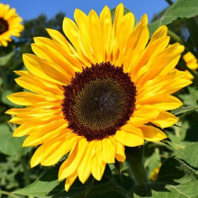 SUNFLOWER.  Helianthus annuus