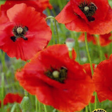 POPPY. Papaver rhoeas. Annual Poppy.