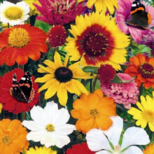 Flower Mixture to Attract Wildlife