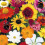 Flower Mixture to Attract Wildlife 1