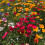Flower Mixture to Attract Wildlife 2