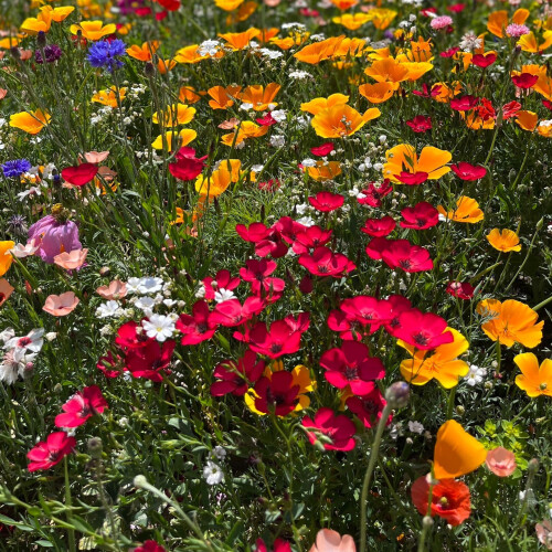Flower Mixture to Attract Wildlife 1
